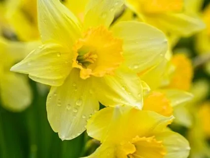 Healing, Love & Divine Purpose : Energy Forecast : Feb 2025