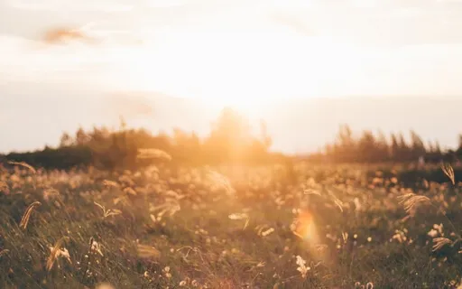 Healing Meadow - A Guided Journey