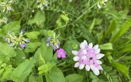 Healing Meditation 5