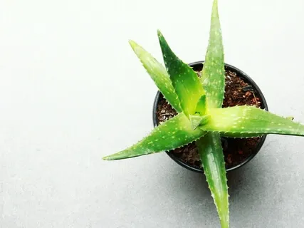 Healing Meditation: Allow Your Body To Heal Itself