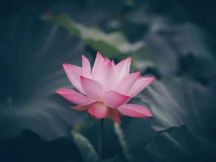 Healing Meditation Connect To Your Vibrance & Beauty