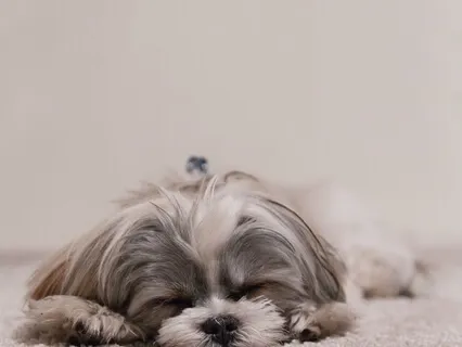 Healing Meditation For An Old Or Ailing Pet