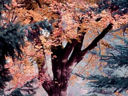 Healing Practice For Crohns, UC, IBD