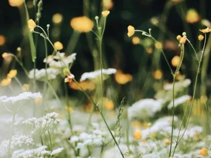 Healing Meditation For Liberation From Domestic Violence