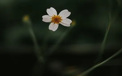 Healing Meditation Music