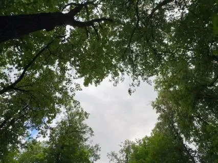 Healing Meditation Walk Among Siberian Trees