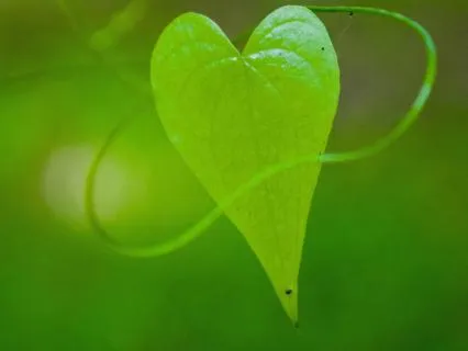 Healing Meditation With Archangel Raphael