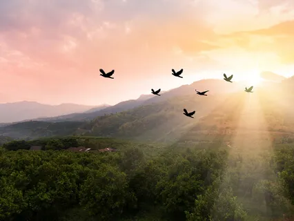 Healing Practice With Birds