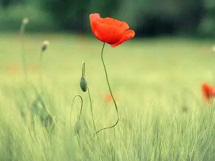 Healing Meditation With Powerful Ancient Mantra