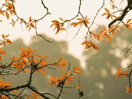 Healing Miracles Within With 432 Hz