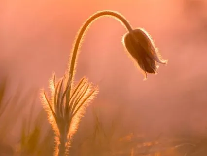 Healing Morning Meditation W/Heart Chakra Sound Bowl: 8 Mins