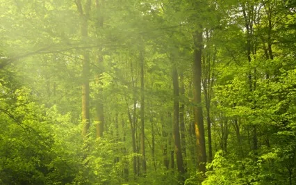 Healing Mother Wounds