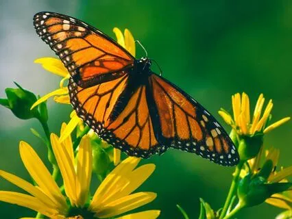 Healing music 528Hz for inner peace and transformation