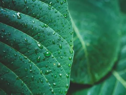 Healing Music For Sleep With Rain Sounds (8 Hours)