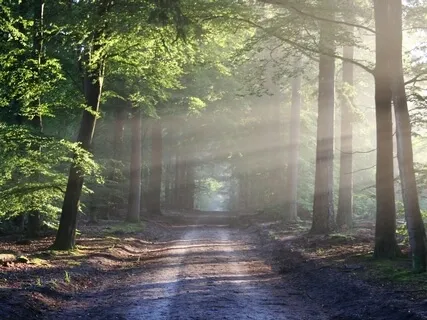 Healing Music Of The Forest