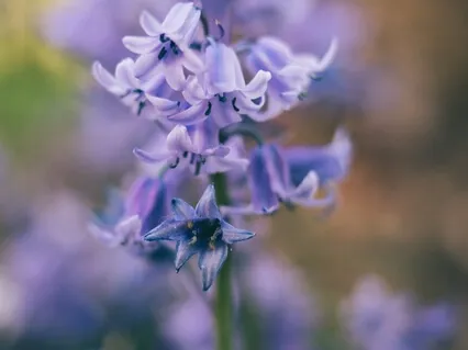 Healing Music (Spanish Love) Live Piano