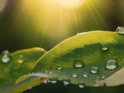 Healing Music To Calm The Nervous System (With Rain Sounds)