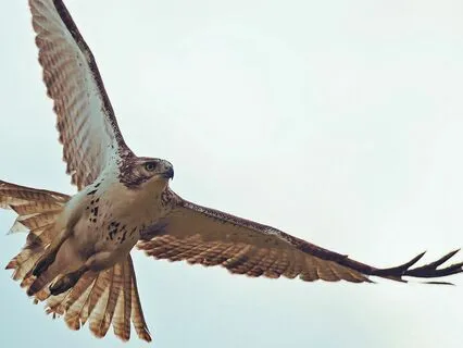 Healing Native Flute - Red Hawk Hill (extended version)