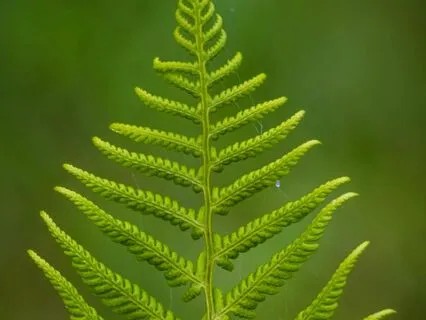 Nature Forest Sleep Music