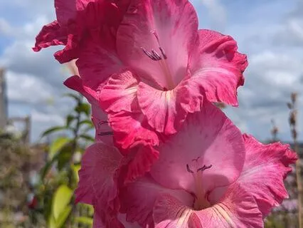 Healing Nature Yoga Nidra