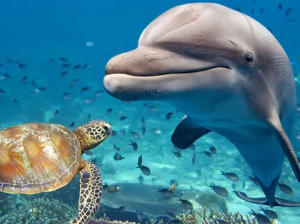 Healing Ocean Music - Visualize The Depths Of The Ocean | 432Hz