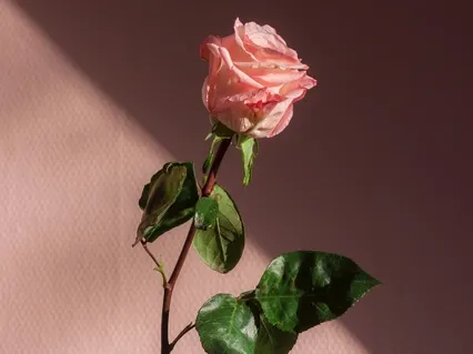 Healing On A Cellular Level