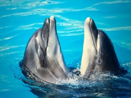 Healing Our Bladder For Courage And Resilience