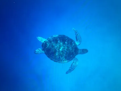 Healing Our Kidneys And Releasing Fear