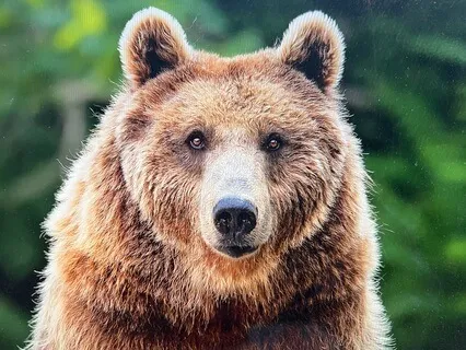 Healing Our Large Intestine To Let Go