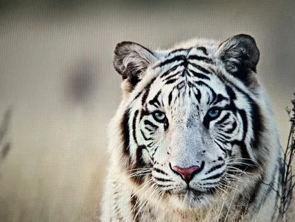 Healing Our Lungs And Releasing Grief