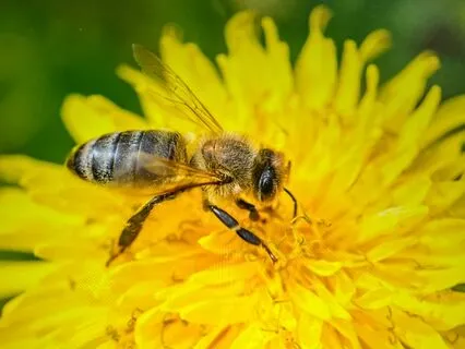 Healing Our Spleen To Reduce Rumination And Worry