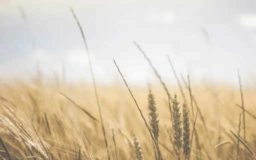 Healing Pain & Illness Through Deep Listening