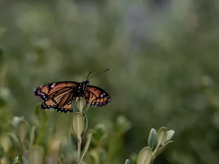 Healing Physical Pain From Emotional Anxiety - Covid Special