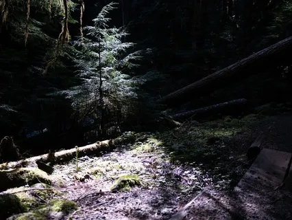 Healing Plants | Relaxation Sleep Meditation Piano 432 Hz