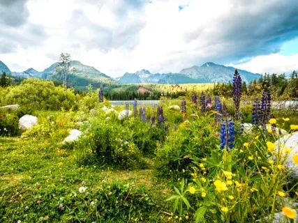 Healing Pond Guided Meditation For Peace & Wellness