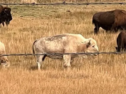 Healing Prayer - A Lakota Prayer To The Four Directions