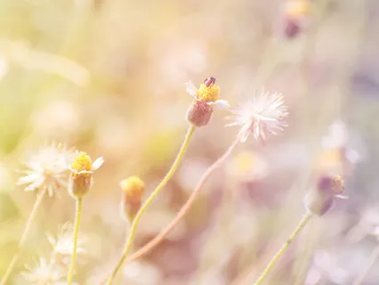 Healing Prejudice, Finding Peace