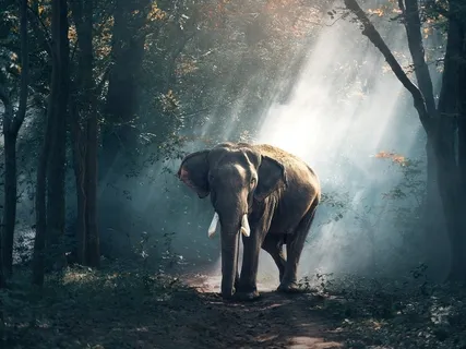 Healing Primal Fear & Needs: Root Chakra Tuning Sleep Session