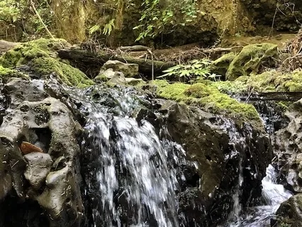 Healing Redwood Forest Creek