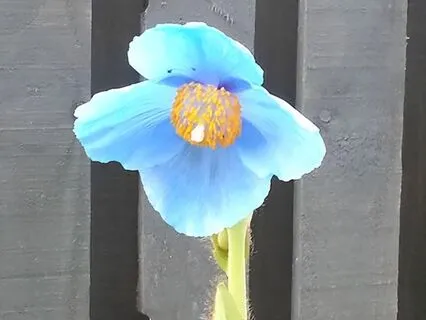 Healing Reiki Energy Meditation