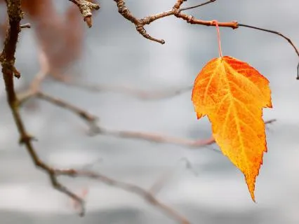 Healing — Returning To Wholeness