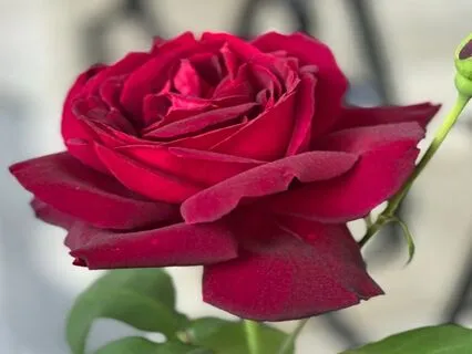 Healing Rose Pelvic Floor Practice