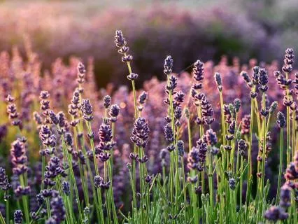 Healing Self-Sabotage Through Self-Love