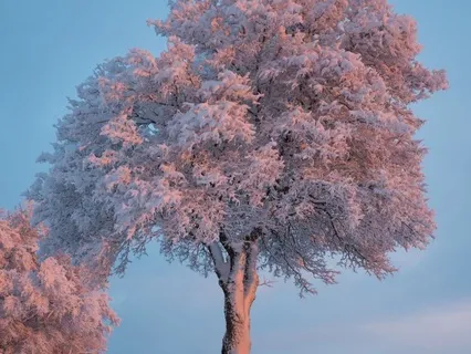 Healing Serenade Music For Calm