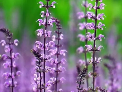 Healing Session - From Sadness To Silence