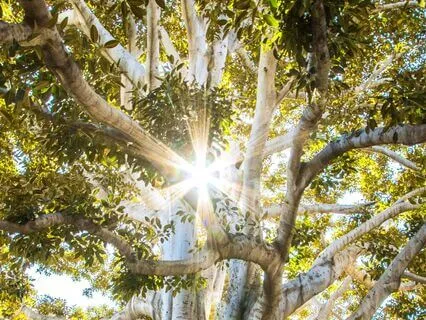 Healing Shamanic Yoga Nidra For Deep Rest And Sleep