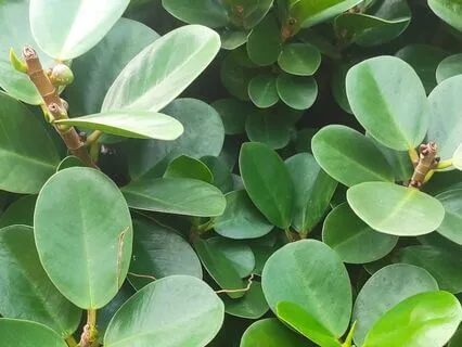 Healing Sleep Music: Clear Your Mind & Awaken Inner Clarity