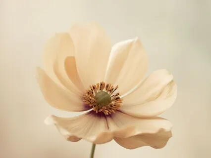 Healing Sleep Music For Mastering Consistency & Inner Focus