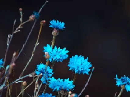 Healing Sleep with Plants & Delta Waves (432Hz)