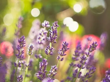 Healing - Solfeggio, Binaural And Subliminal